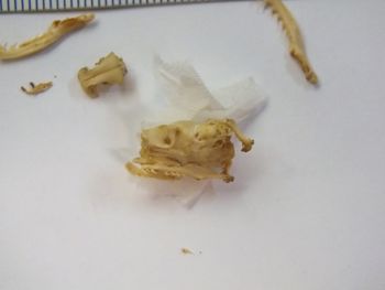 Media type: image;   Herpetology R-6675